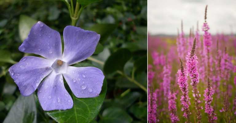 Beautiful Plants in Your Garden You Might Not Know Are Invasive Species