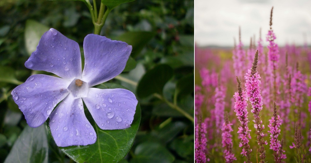 Invasive Species Plants