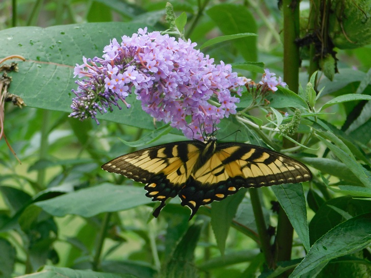 butterfly bush with butterfly on it