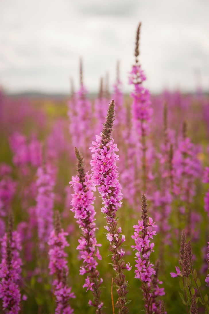 purple loosestrife plants in a field