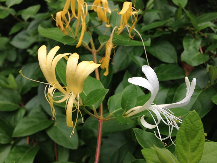 Japanese honeysuckle flowers"