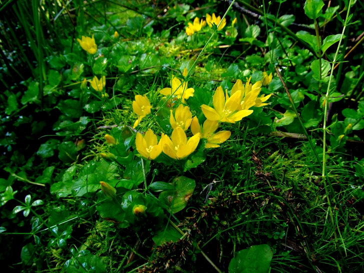 creeping jenny