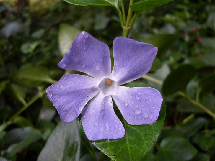 periwinkle flower