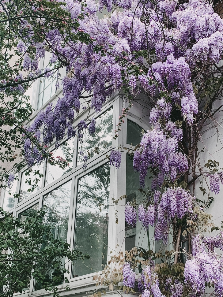 Chinese wisteria growing on a building