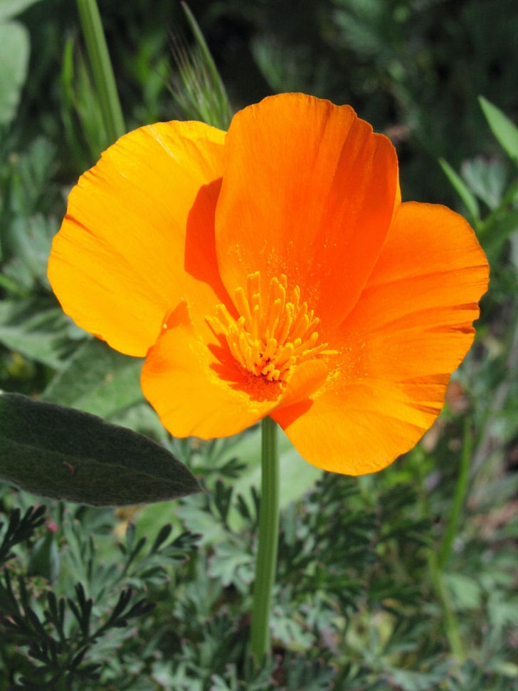 California poppy