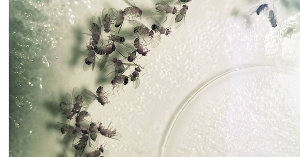 How To Get Rid Of Fruit Flies In Your Home