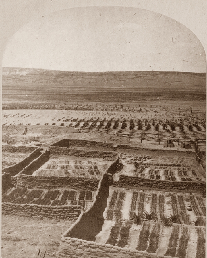 A:shiwi waffle gardens in the 1870s