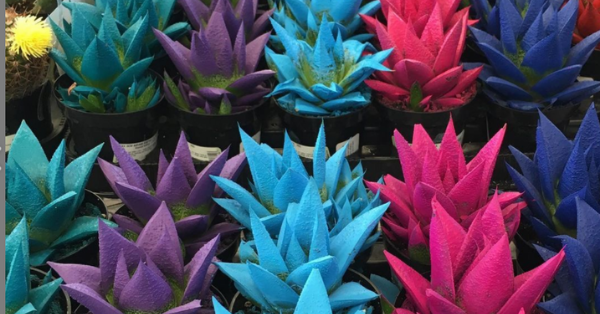 People Are Spray Painting Dead Plants To Make Them Look Lively