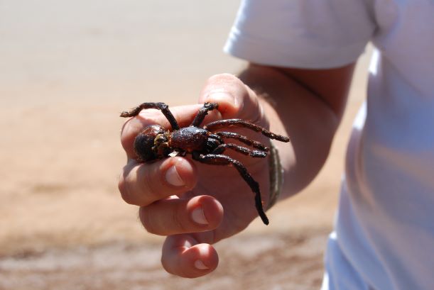 Fried Tarantula