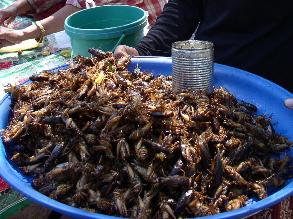 Fried Grasshoppers