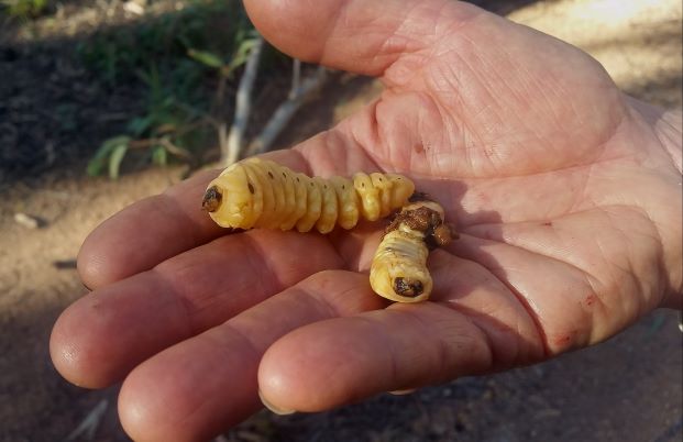 Witchetty Grub