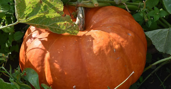 When To Plant Pumpkins So They’re Ready For Fall