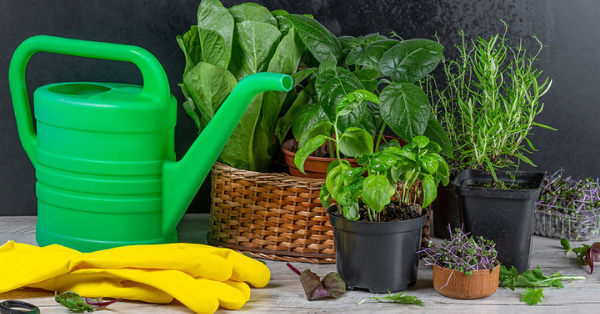 How To Make Banana Peel Fertilizer