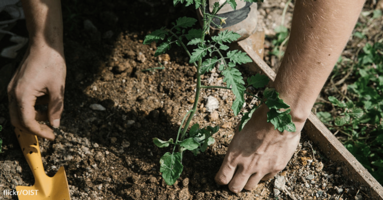 How To Make A DIY Greenhouse Without Breaking The Bank