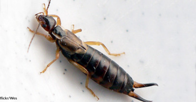 How To Get Rid Of Earwigs In Your Home