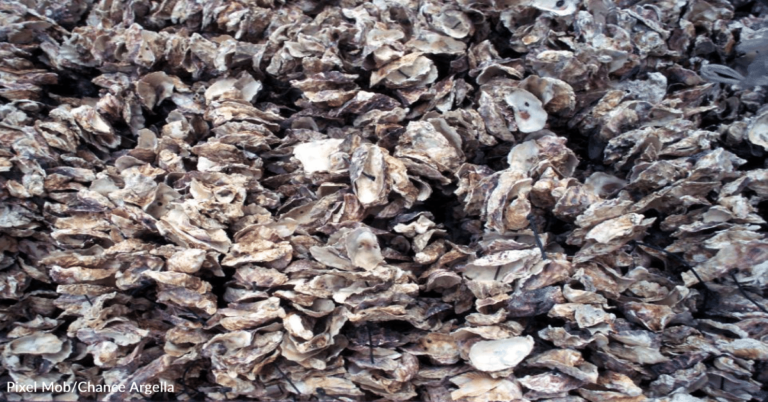The Tokyo Olympic Games Faces A $1.3 Million Oyster Problem