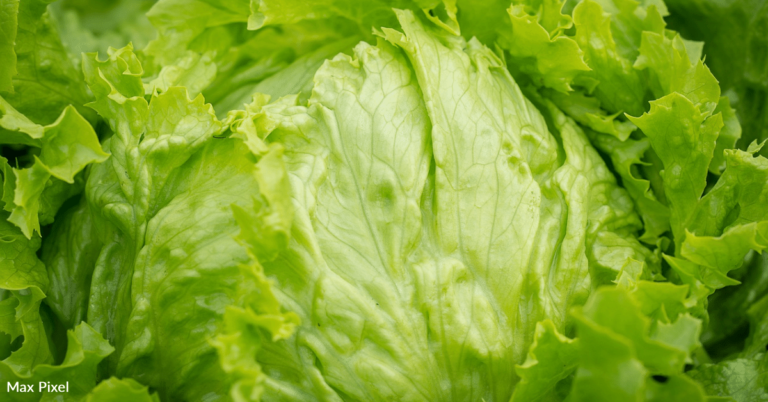 People Think Lettuce Water Makes Them Go To Sleep Faster
