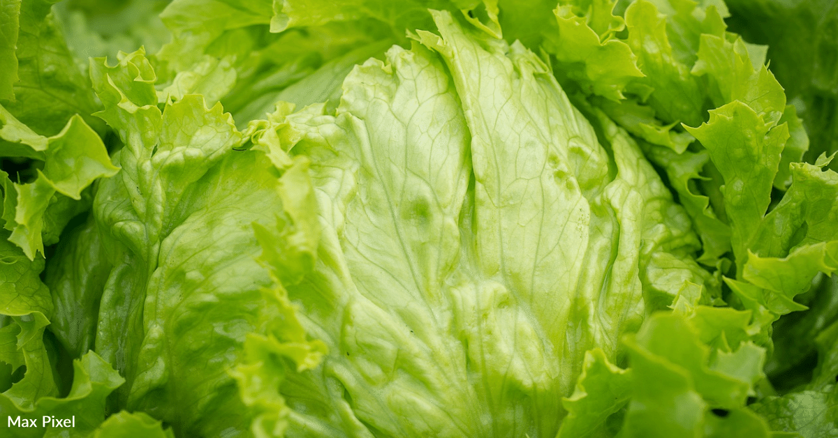 People Think Lettuce Water Makes Them Go To Sleep Faster 12 Tomatoes