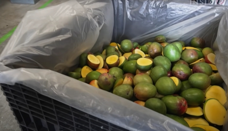 bin of off cast mangoes