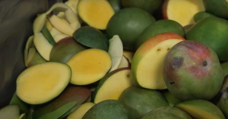 How Leather Is Made from Mangoes