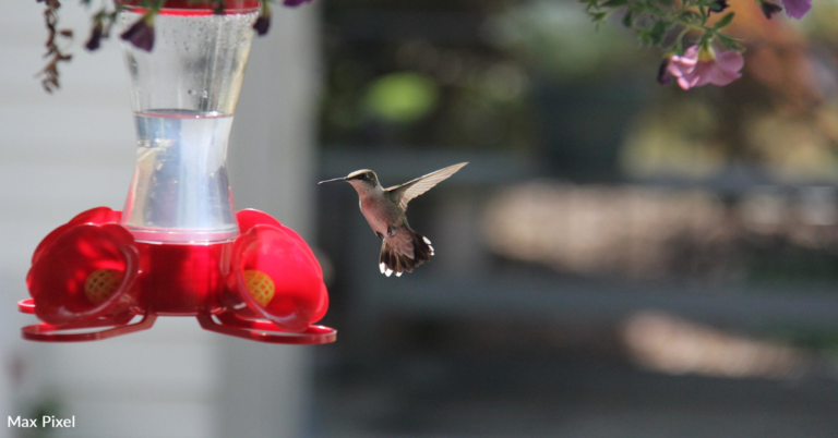 How To Stop Ants From Invading Your Hummingbird Feeder