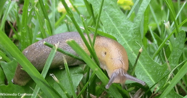 How To Keep Slugs And Snails From Eating Your Plants