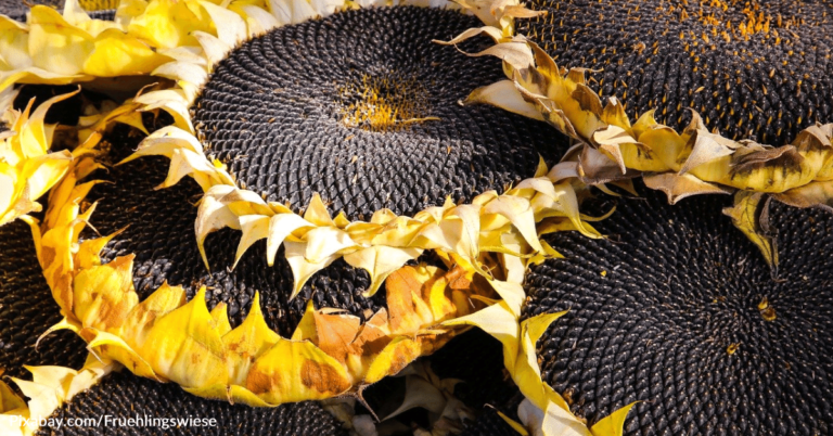 Grilling Sunflower Heads Is The Latest TikTok Food Craze