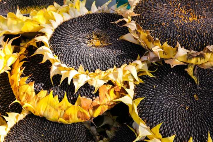 Grilling Sunflower Heads Is The Latest Tiktok Food Craze 