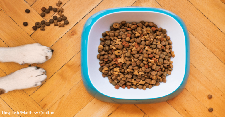 Dog Food Recalled Over Potential Mold Contamination