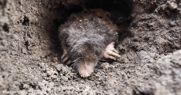 How To Keep Moles And Voles Out Of Your Garden