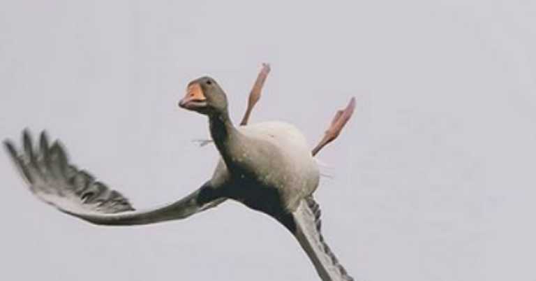 Photographer Captures Goose Flying Upside Down
