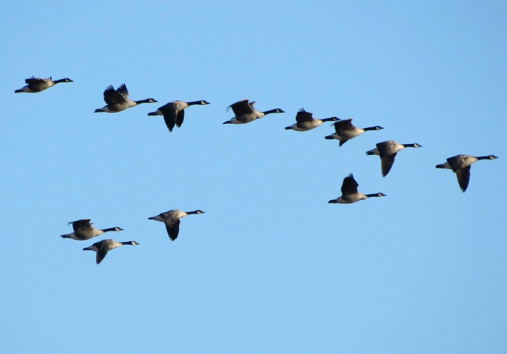 geese flying in formation