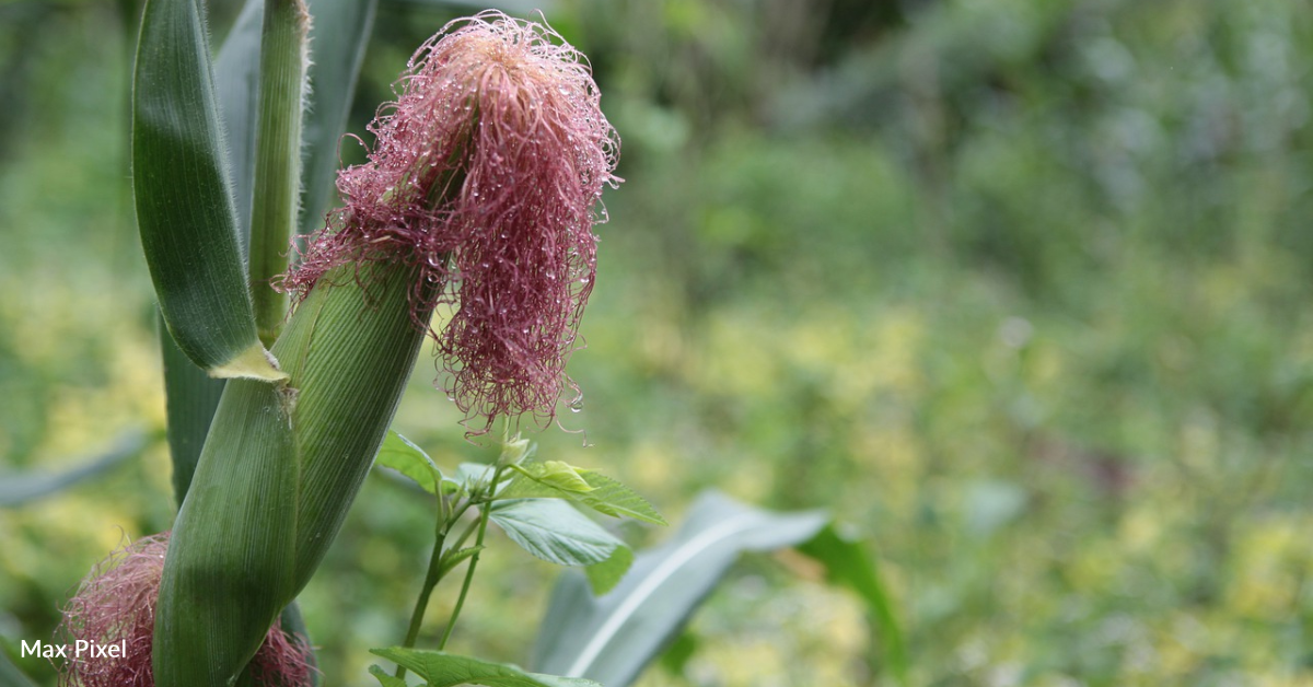 How To Get Silk Off Your Corn With This Handy Tip 12 Tomatoes