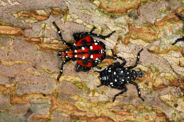 spotted lanternfly instar nymphs ar different stages