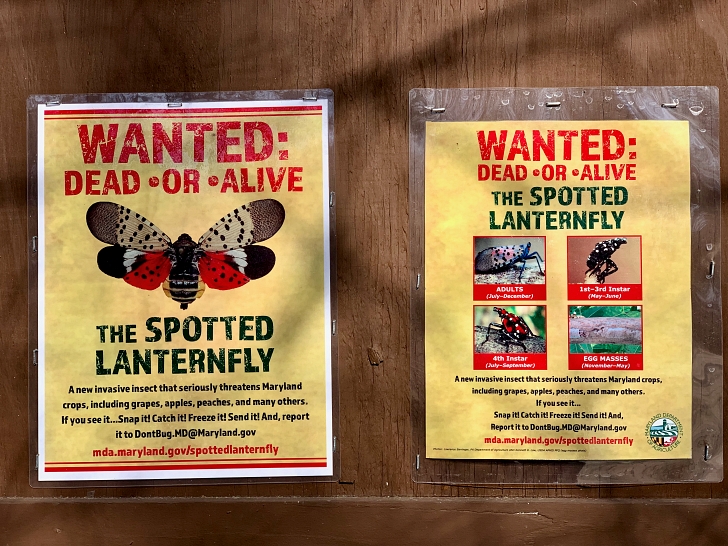 spotted lanternfly wanted posters