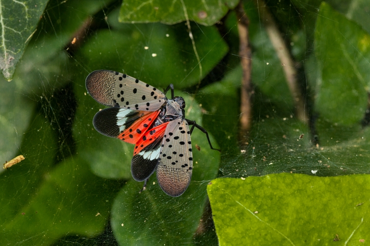 adult spotted lanternfly