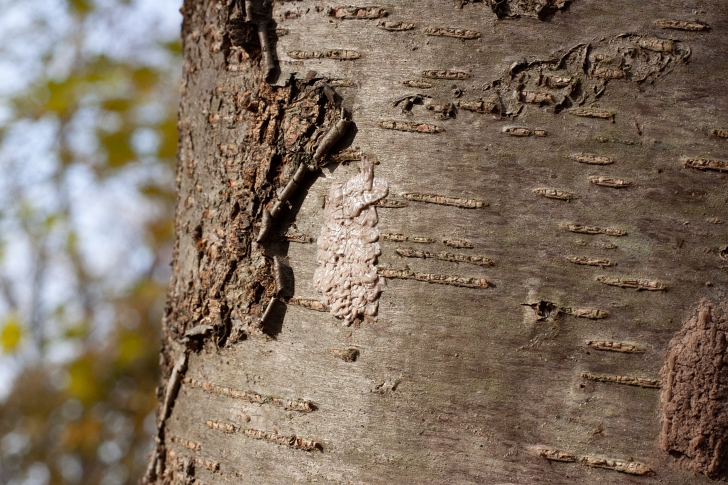 spotted lanternfly eggs on a tree