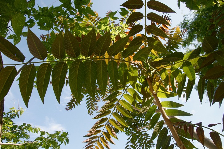 tree of heaven