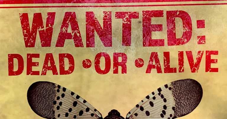 Experts Warn This Beautiful Bug Is a Threat