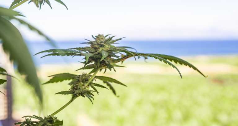 Where is Cannabis Legal in the United States?