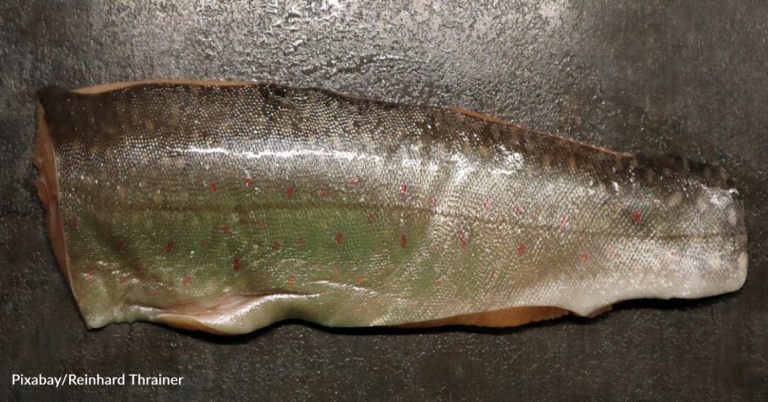 Woman Shares ‘Terrifying’ Footage Of Her Fish Fillet Flopping Around In The Oven