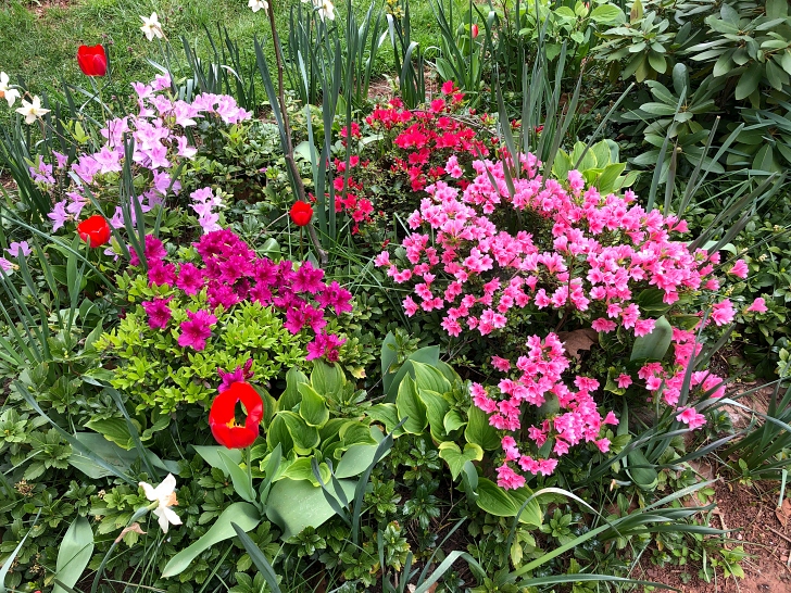 garden plants in bloom