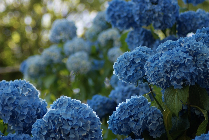 blue hydrangeas