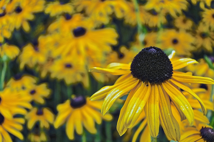 black eyed susans