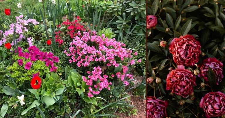 Which Perennials to Cut in Fall and Which to Leave Alone