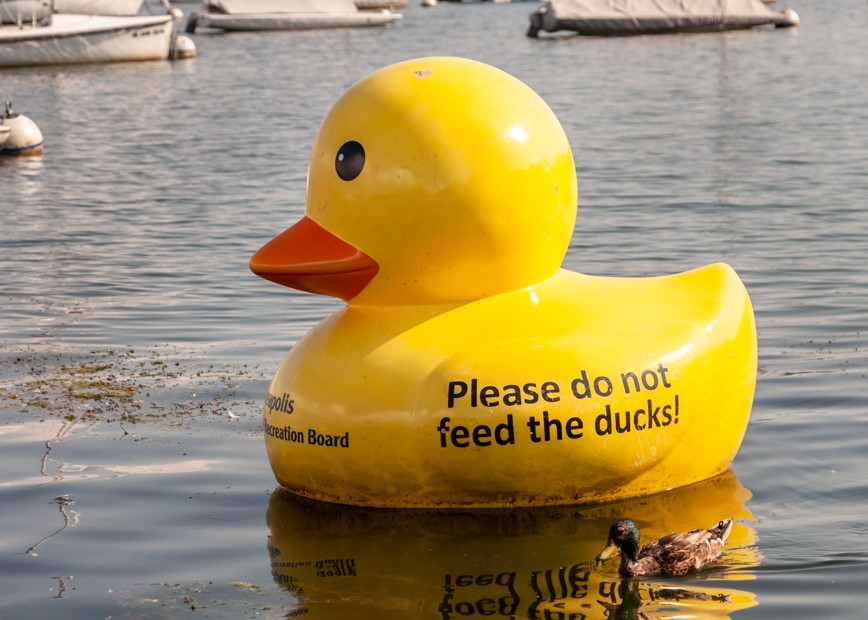 Don't Feed the Ducks