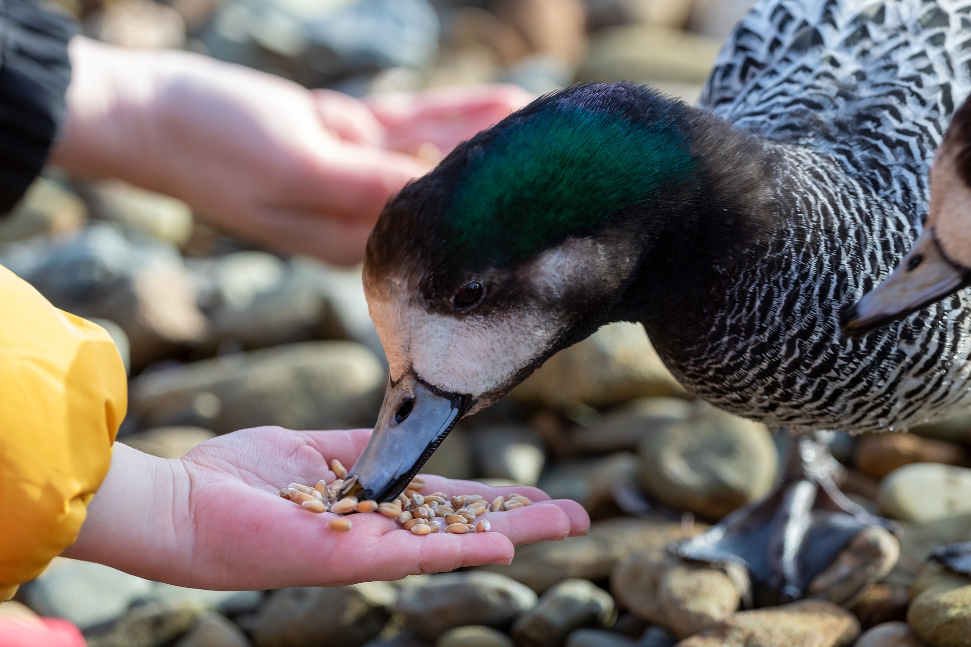 feeding-ducks-grain