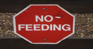 No Feeding