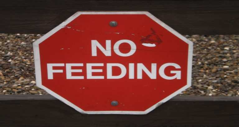 Why You Shouldn’t Feed Bread to Ducks