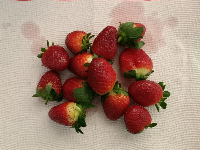 Drying Berries